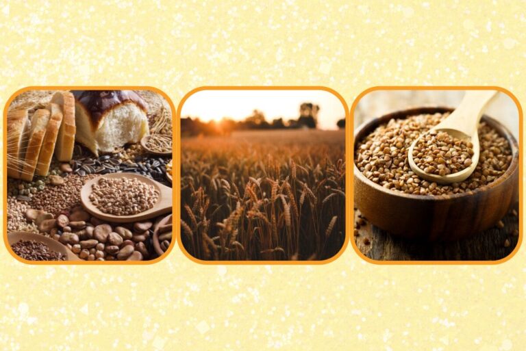 Collage of grains, wheat, and buckwheat on gradient yellow background.