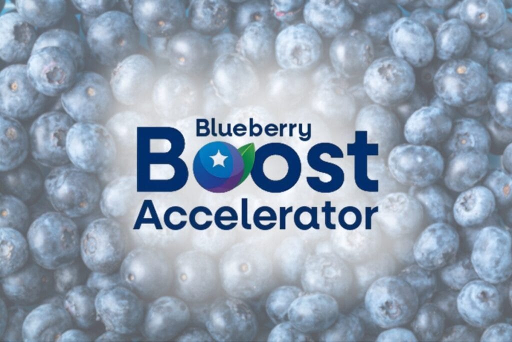 Blueberry background with Blueberry Boost Accelerator logo