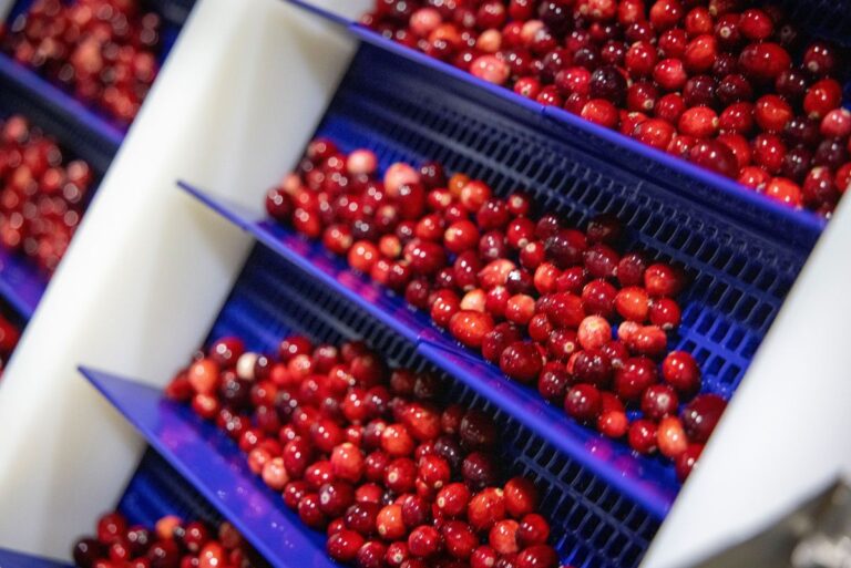 Cranberries being transported on automated line