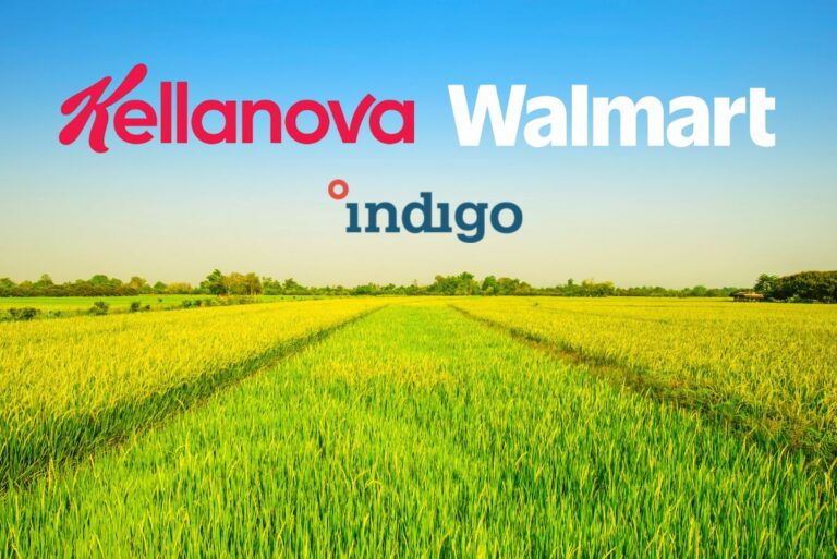 Rice field with Kellanova, Walmart and Indigo Ag logos in sky