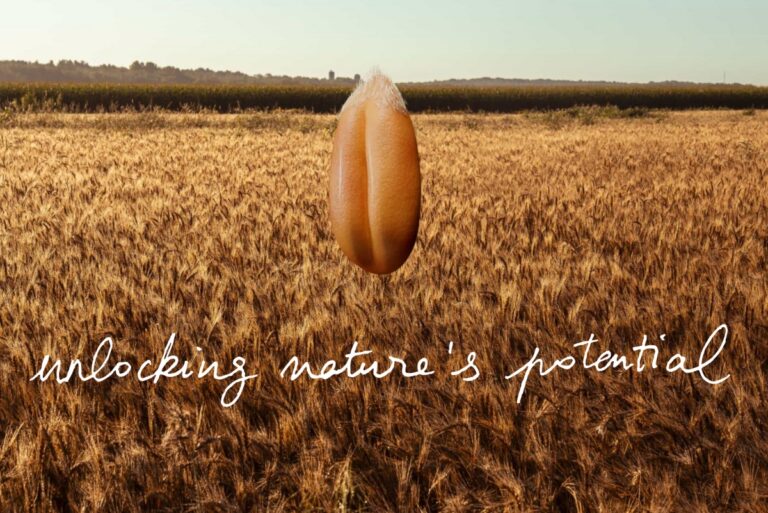Field of regeneratively grown grains, with a kernel in front next to the tagline "unlocking nature's potential"