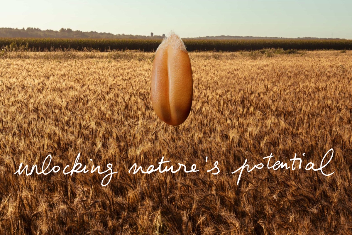 Field of regeneratively grown grains, with a kernel in front next to the tagline "unlocking nature's potential"