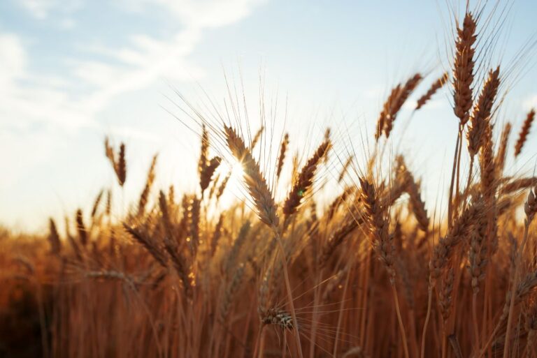 wheat field